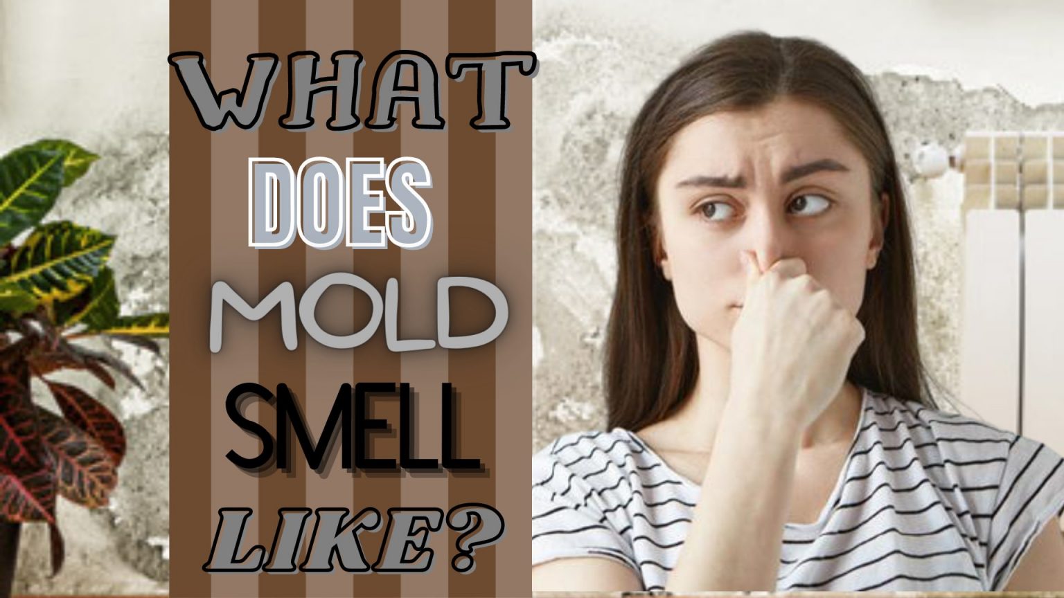 what-does-mold-smell-like